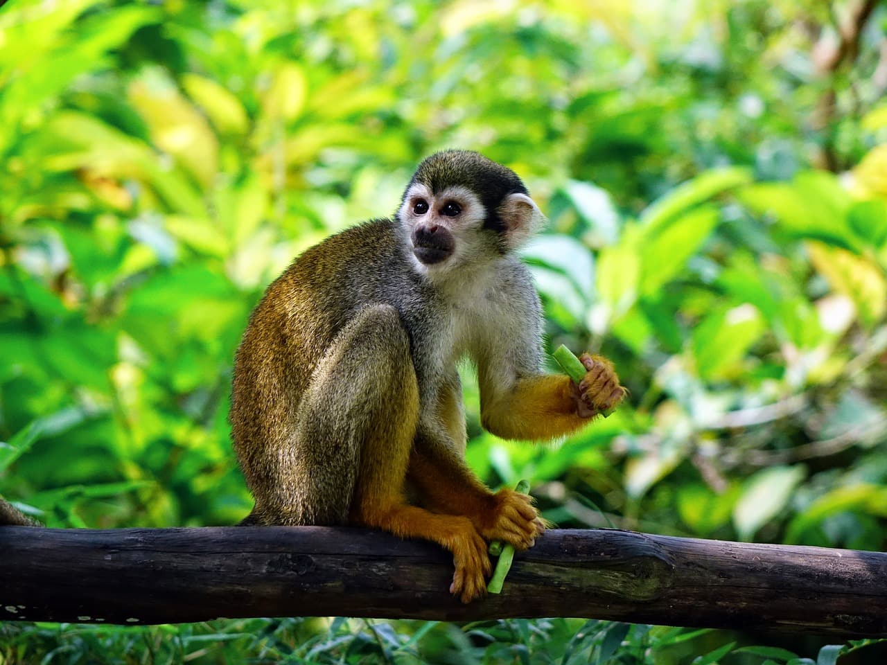squirrel monkey