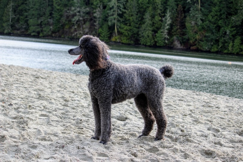 poodle next to a river