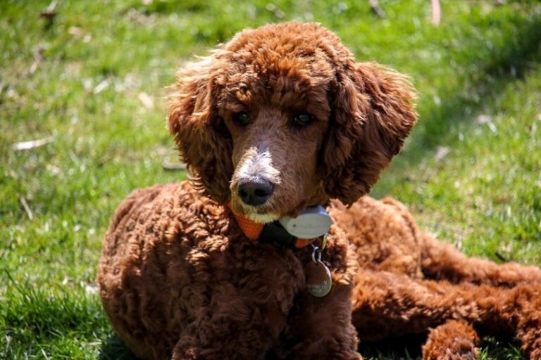 Puddle Pet Poodle Dog Breed Guide: Info, Pictures, Care & Traits | The Vet Desk