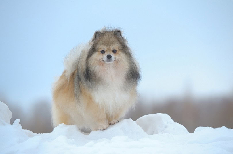standing german spitz