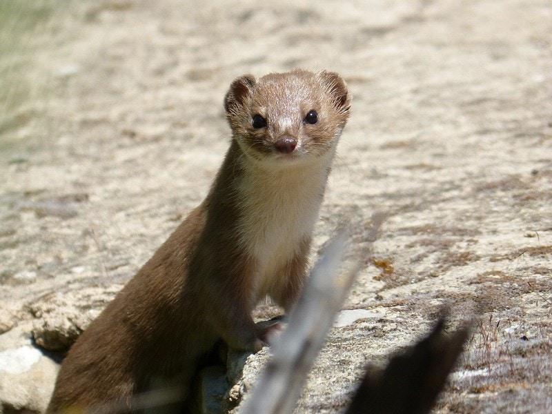 standing weasel