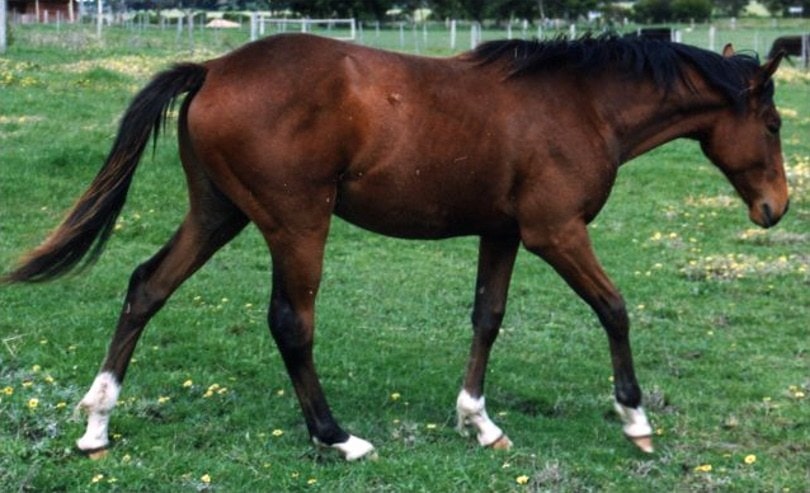 stock horse