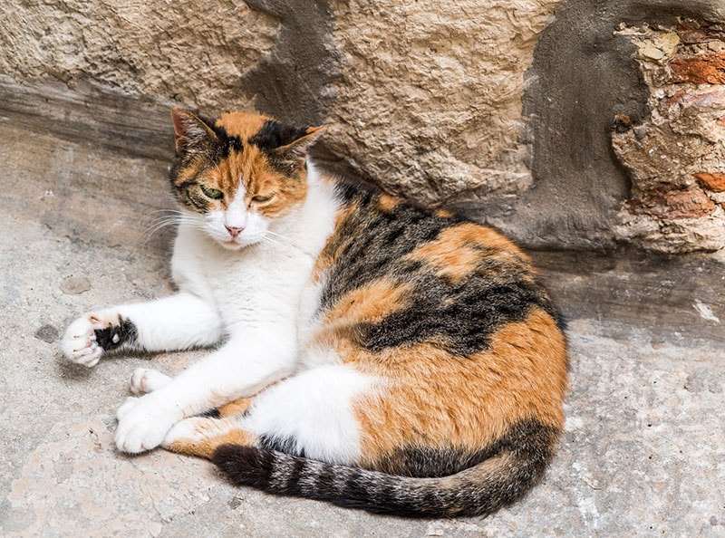 stray calico cat