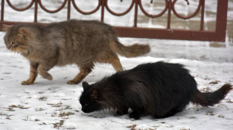 stray cats eat in the snow on the street in winter
