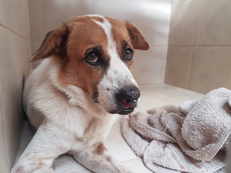 street dog infected with Ehrlichia