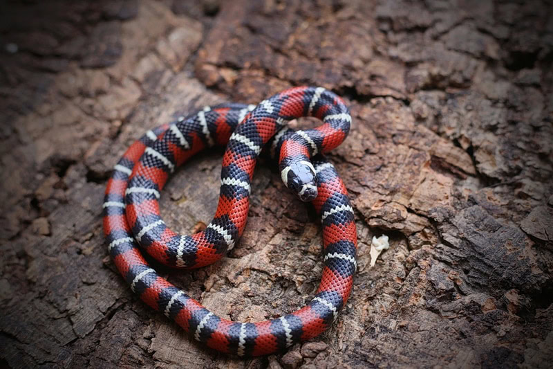stuarts milk snake