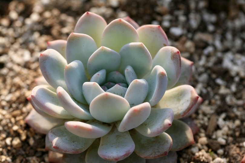 succulent plant
