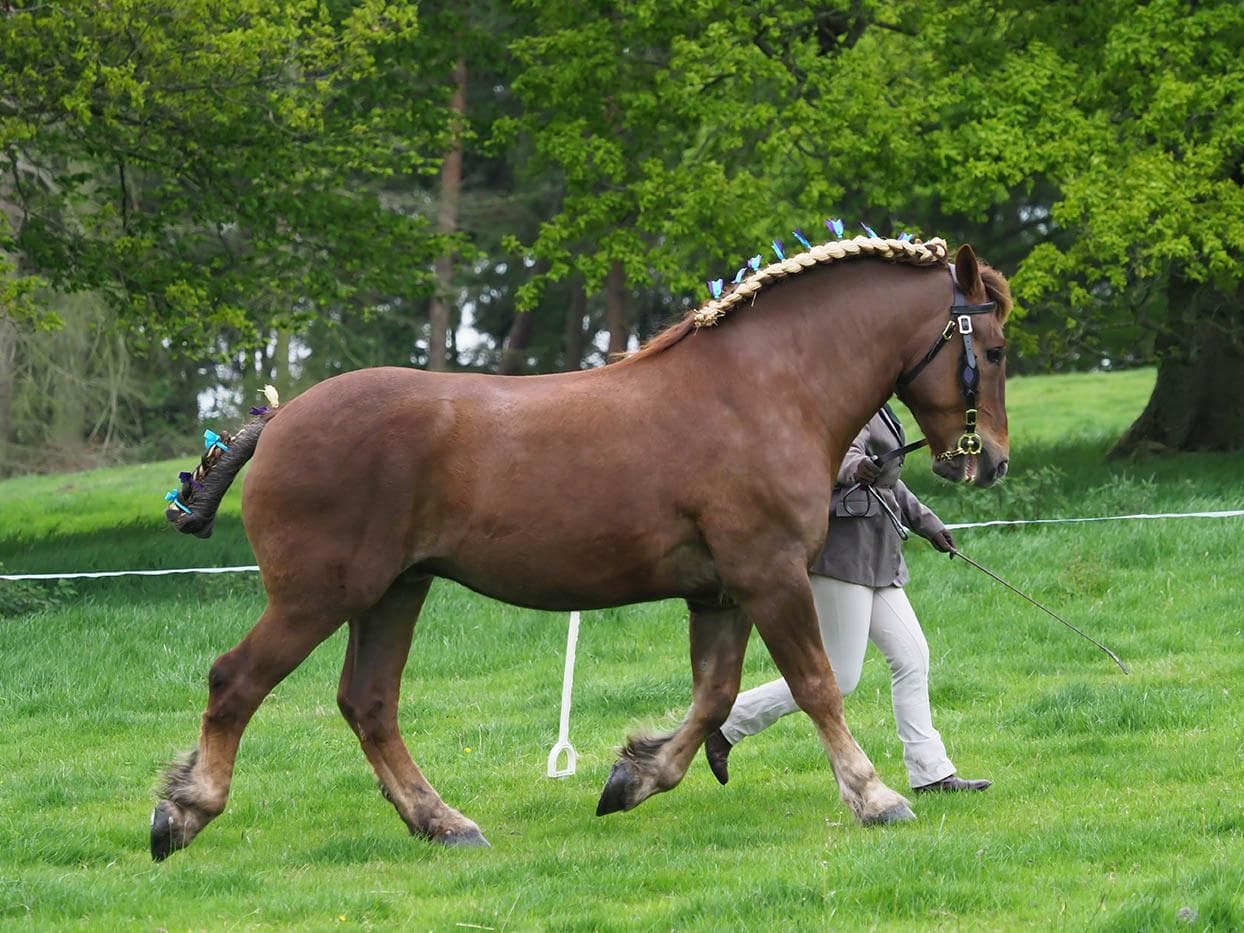 Suffolk Punch horse trotting up