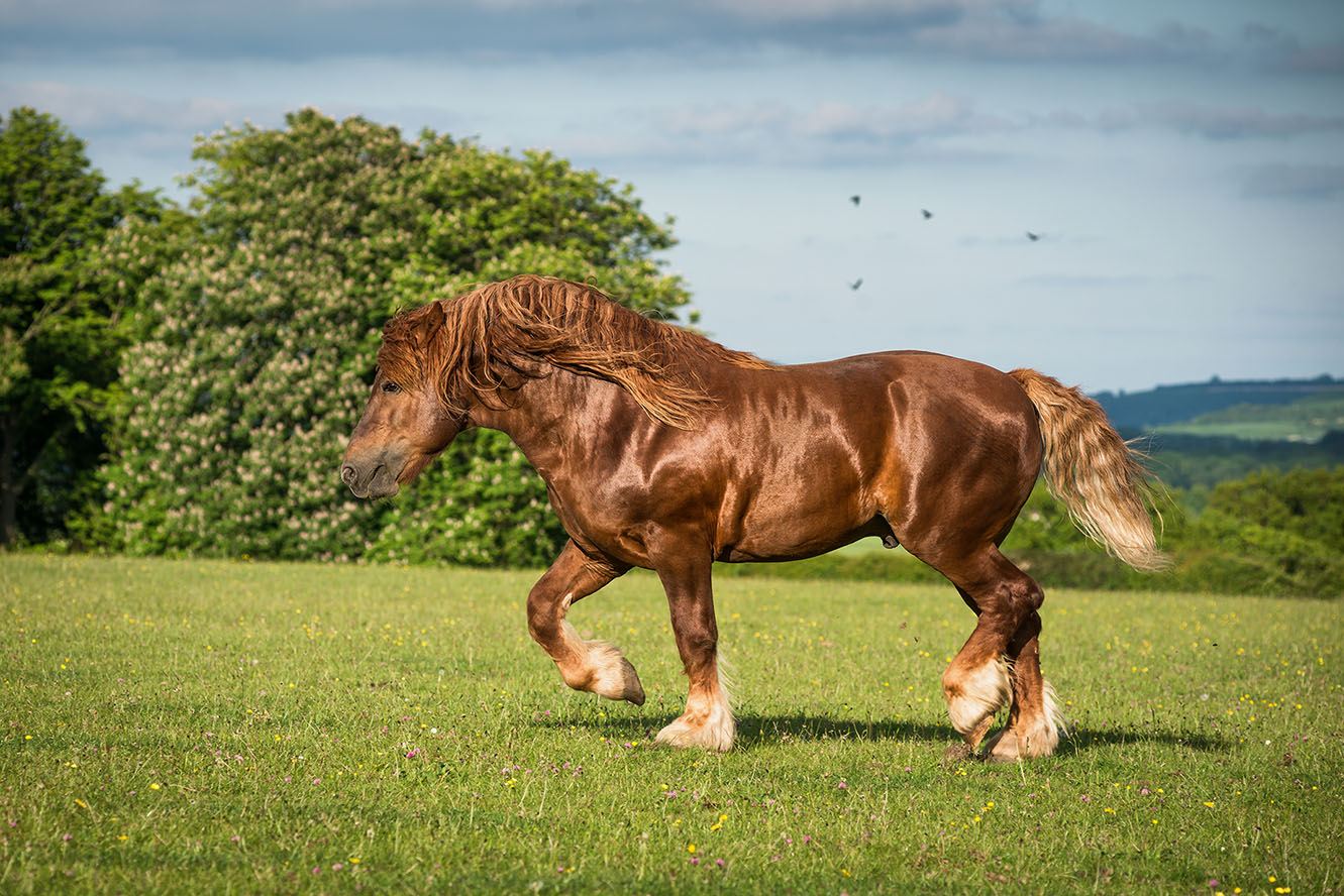 suffolk punch