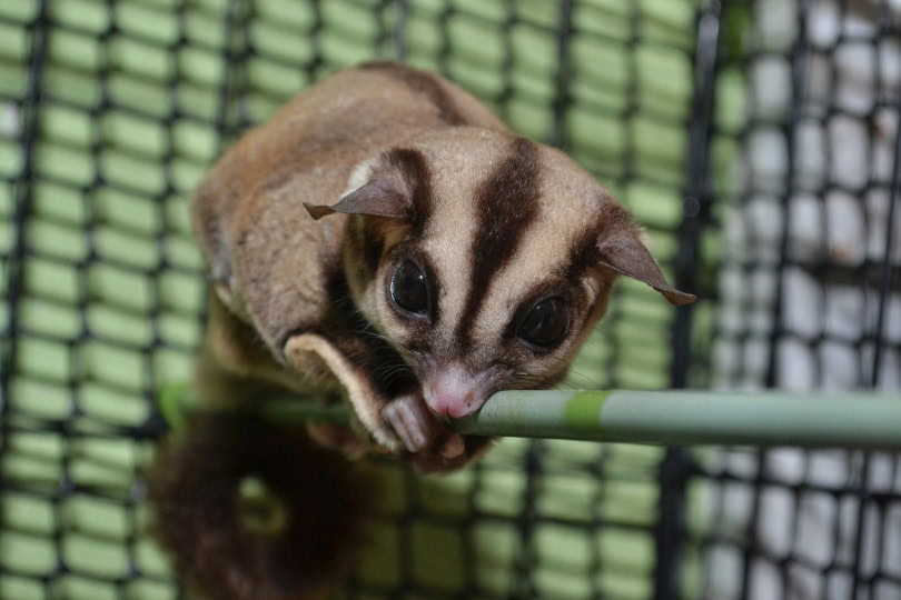 sugar glider cage