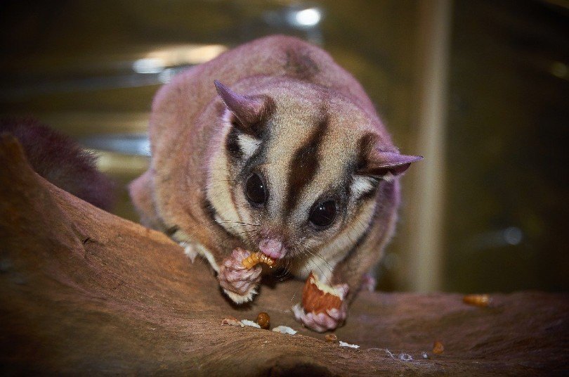sugar glider eating