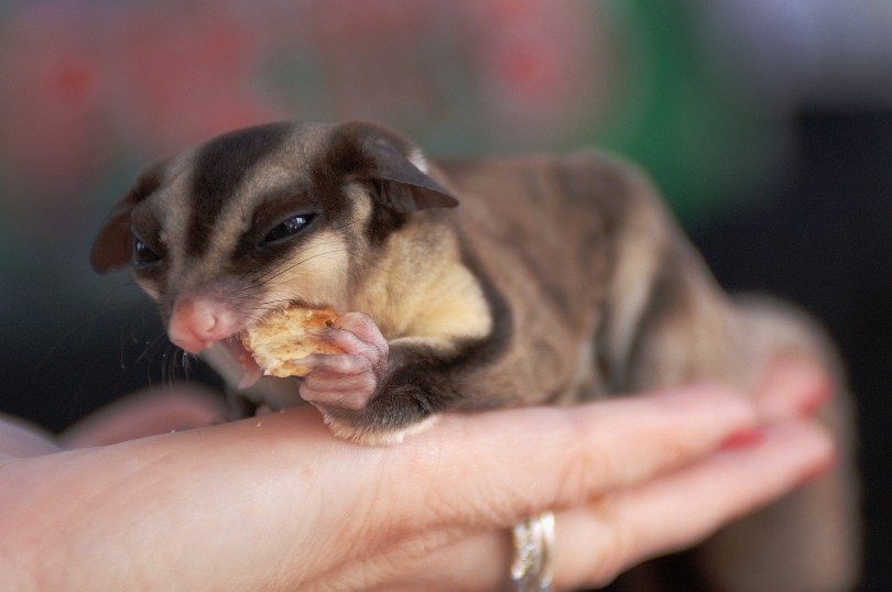 sugar glider eating snacks