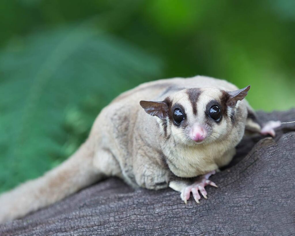 sugar glider