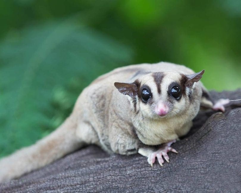 sugar glider_KAMONRAT, Shutterstock