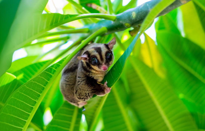 sugar glider_krumanop_Shutterstock