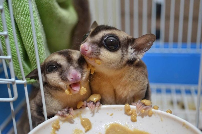 sugar gliders eating_kemuncup_81, Shutterstoc