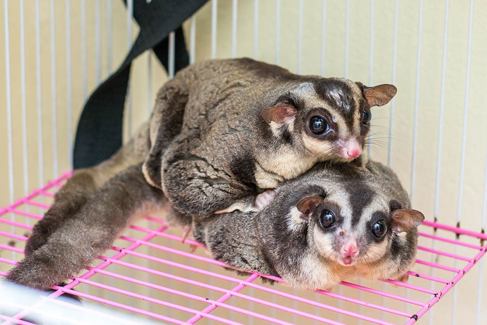 sugar gliders mating