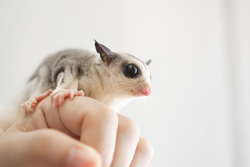 sugar glider sitting at a human hand