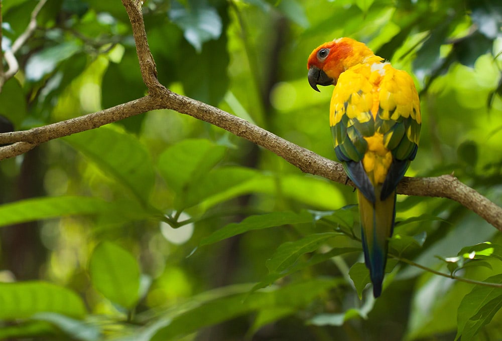 sun conure bird perched on the tree