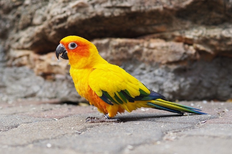 sun conure on the ground