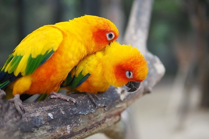 sun conure pair