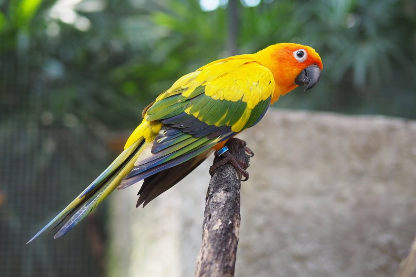 sun conure perching