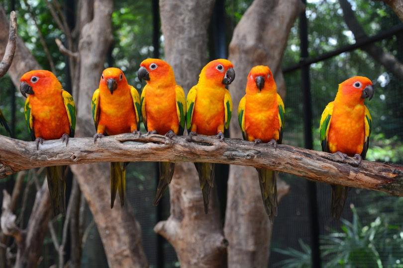 sun conures perching