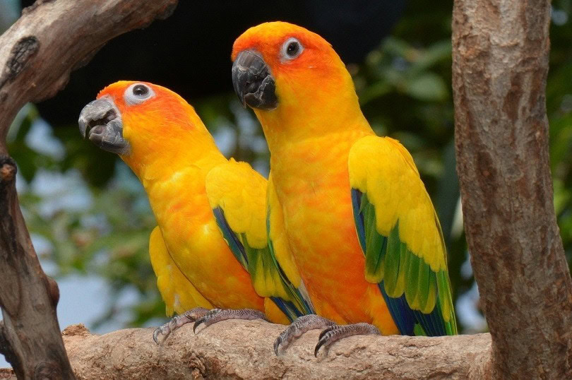 sun-conures