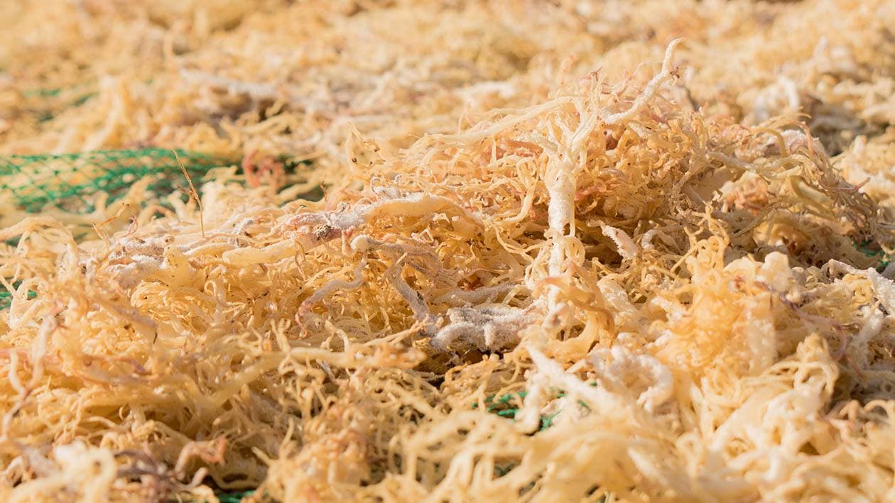 Sun Dried Carrageenan