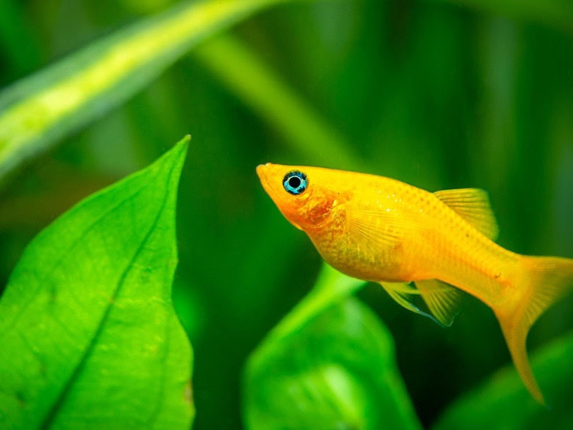 sunburst yellow molly fish_Joan Carles Juarez_shutterstock