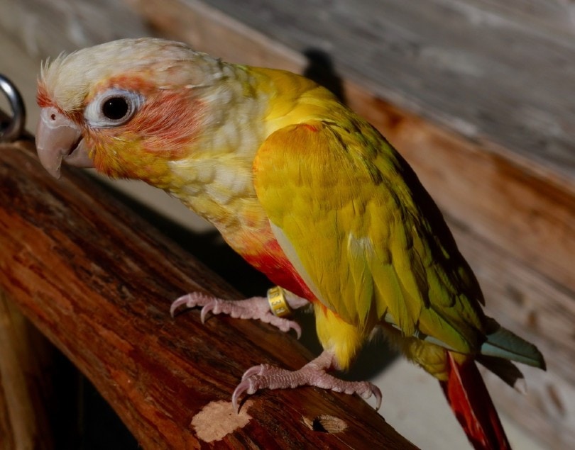 suncheek conure