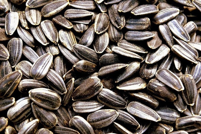 sunflowerseeds closeup