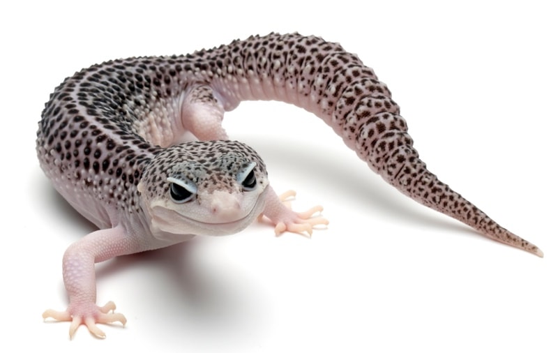 super snow leopard gecko in white background