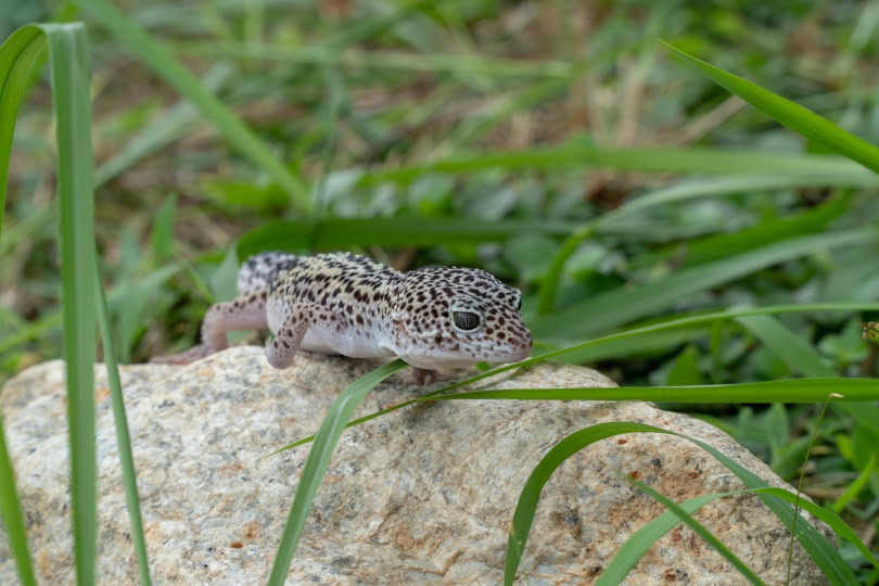 super snow leopard gecko