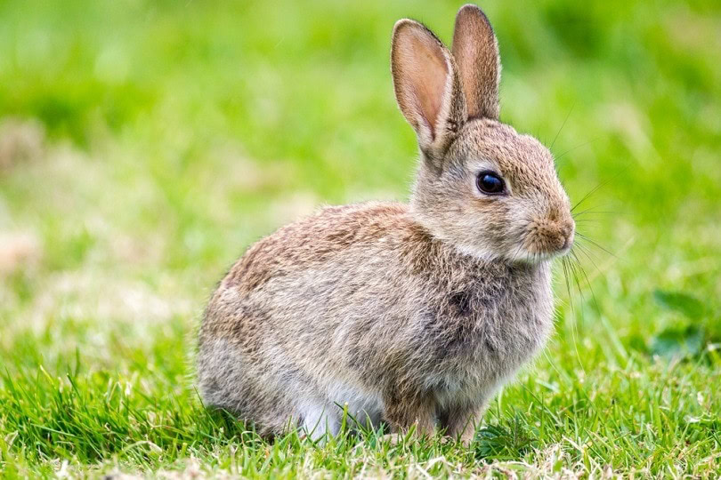 sussex-rabbit_Alan-Fraser-Images_shutterstock