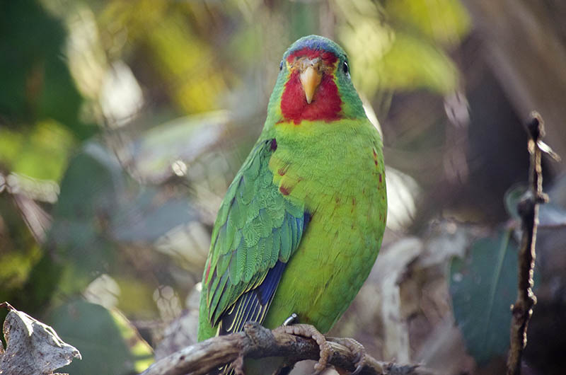swift parrot up close