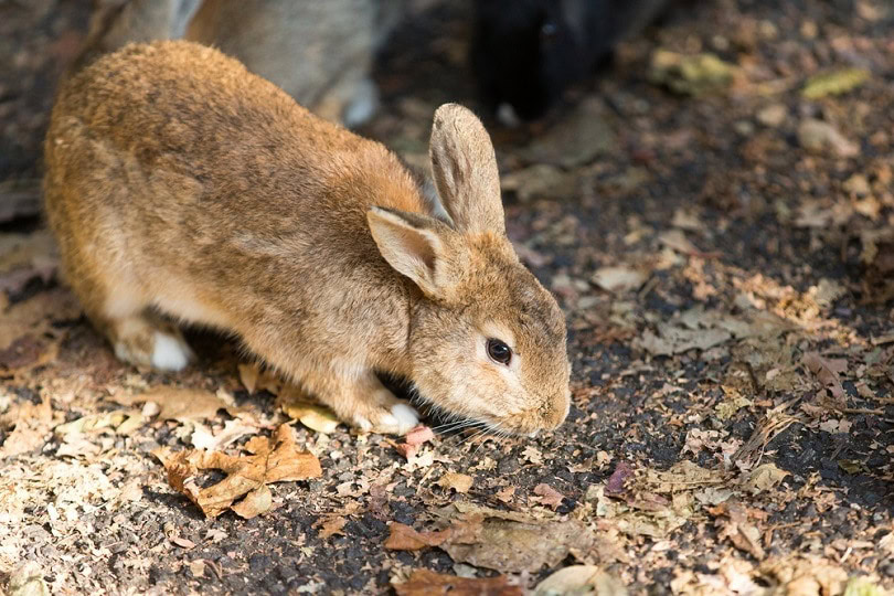swiss-fox-japanese-rabbit_BlackRabbit3_shutterstock