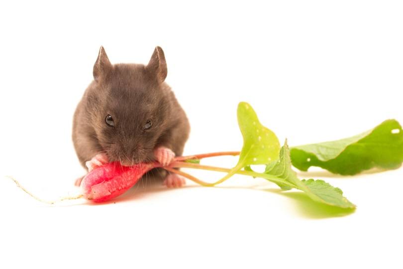 syrian-hamster-eating-radish_murbansky_shutterstock