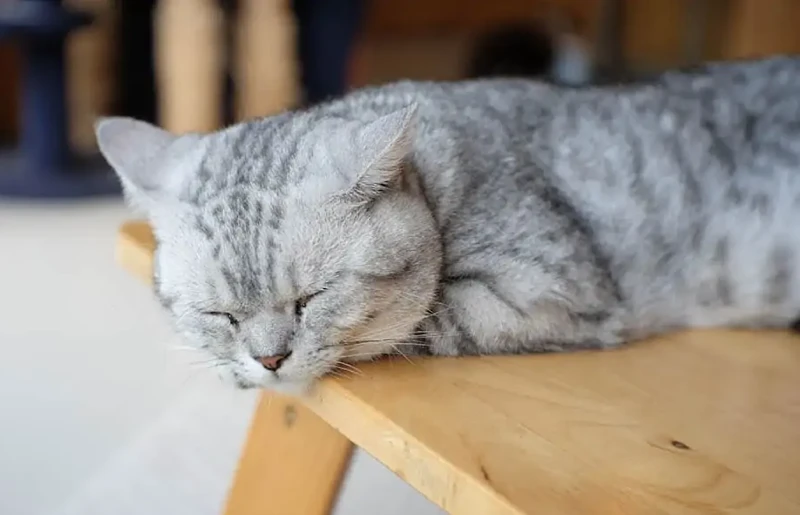 tabby American Shorthair