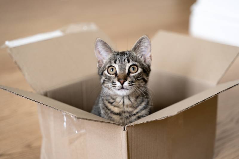 tabby cat in a cardboard box on the floor