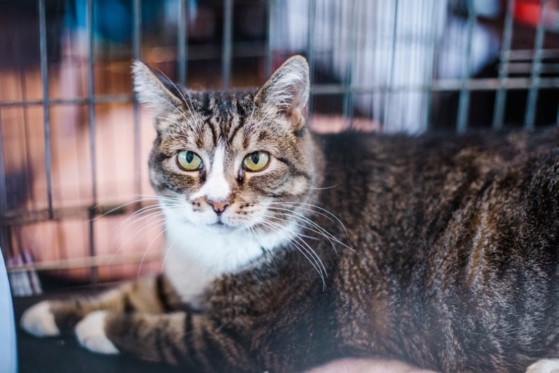 tabby cat in a crate in evacuation center