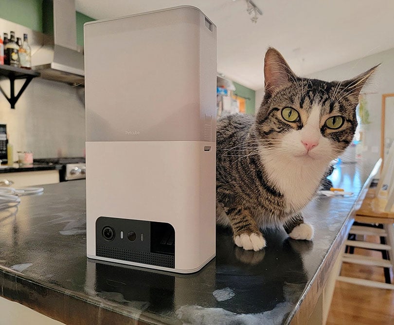 tabby cat lying behind the Petcube Bites 2 Lite