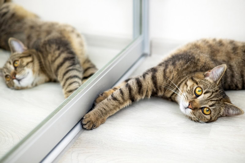 tabby cat lying on the floor in front of the mirror