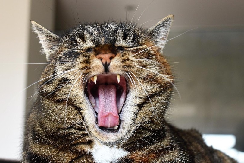 tabby cat opening its mouth