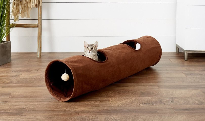tabby cat playing in a tunnel