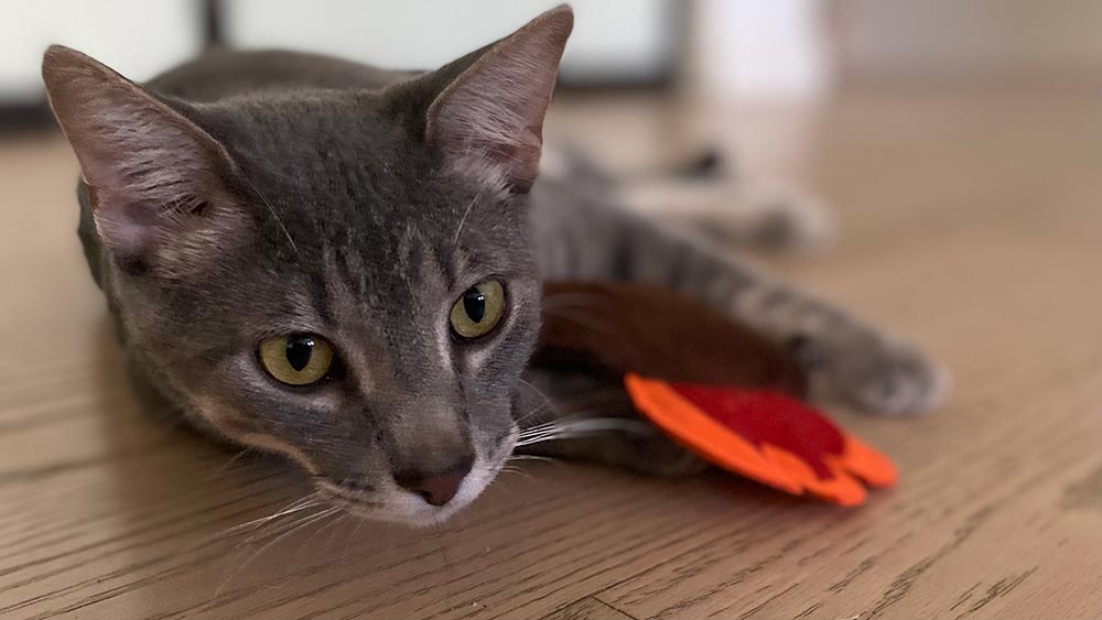 tabby cat playing with kitnipbox toy while lying down