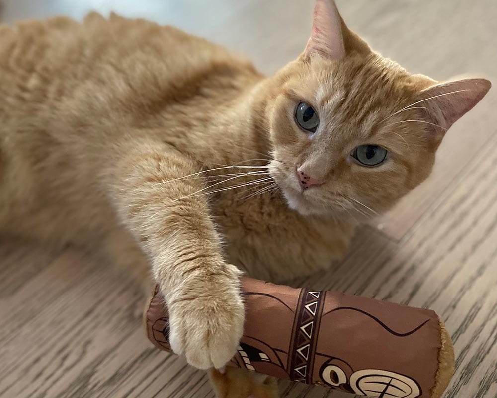 tabby cat playing with kitnipbox toy