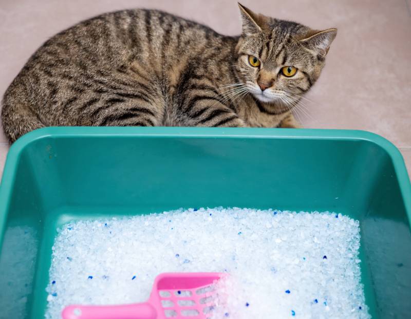 tabby cat sitting beside crystal cat litter in the bathroom