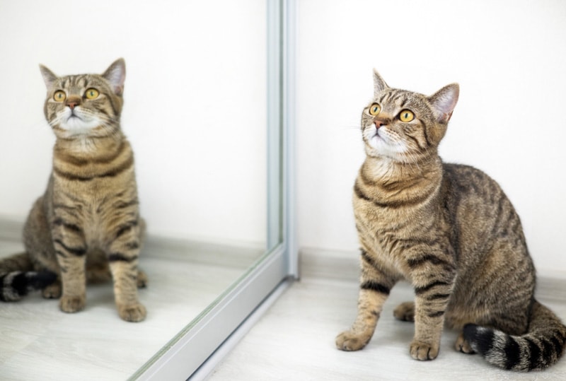 tabby cat sitting in front of the mirror