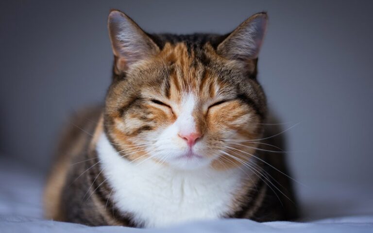 Why Do Cats Sleep So Much? 8 Vet-Reviewed Reasons | The Vet Desk
